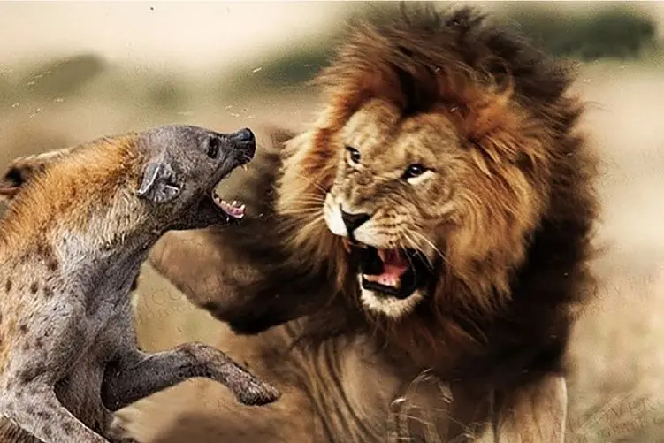 مستند حیات وحش؛ شیر؛ کفتااار