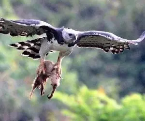 از جذابیت های حیات وحش؛ عقاب شرور دست میمون رو کند داره میذاره تو دهنش بچش