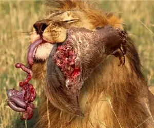 مستند حیات وحش؛ کلاغ انتقام بچش رو که غذا میخواست ولی غذا شد گرفت