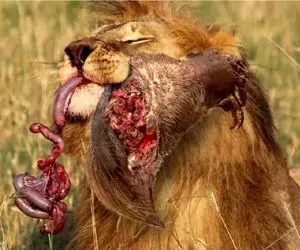 مستند حیات وحش؛ کلاغ انتقام بچش رو که غذا میخواست ولی غذا شد گرفت