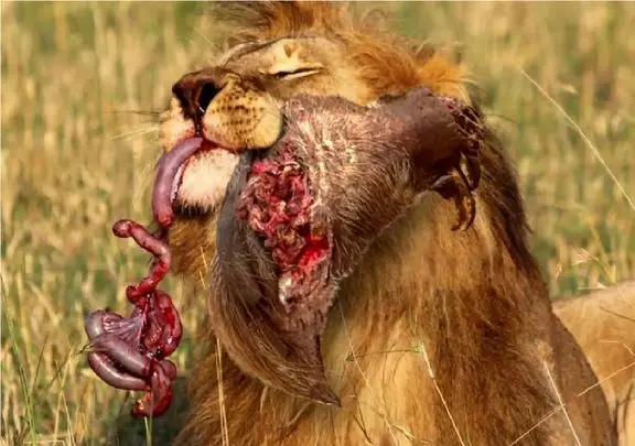 مستند حیات وحش؛ کلاغ انتقام بچش رو که غذا میخواست ولی غذا شد گرفت