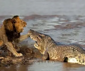 جذابیت حیات وحش؛ تمساح گردن شیر رو گاز گرفت و طایفه شیر اومدن برای خونخواهی