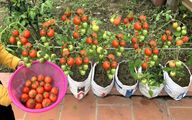 کاشت و برداشت خانگی؛ چکار کنیم گوجه ها در برابر آفات مقاوم باشند؟ این پور معجزه میکنه