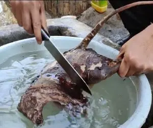 کباب سگ؛ سگ نازنازی پاکوتاه رو آتیش کز میده پوستشو با چاقو میکنه درسته میخوره