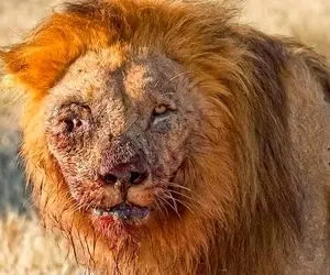 از جذابیت های حیات وحش؛ پایان تراژیک شیر نر وقتی حریف رو اشتباه انتخاب می کند