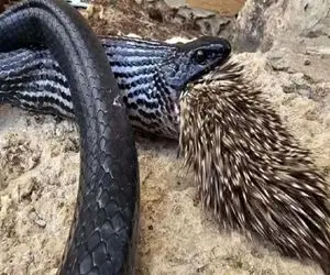 بدایع حیات وحش؛ پیتون غول یواش خزید جوجه تیغی بخوره با تیغاش تو حلقش گیر کرد