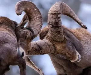 از جذابیت های حیات وحش؛ بزهای که تو شیب سینه کش کوه از سر کین بهم کله می کوبن