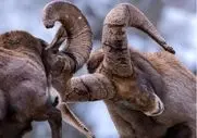از جذابیت های حیات وحش؛ بزهای که تو شیب سینه کش کوه از سر کین بهم کله می کوبن