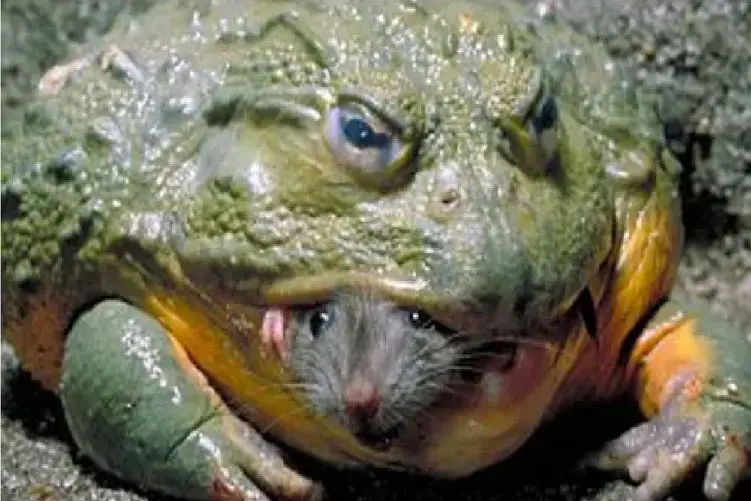 مستند حیات وحش؛ قورباغه حفار آفریقایی موش درسته میبلعه