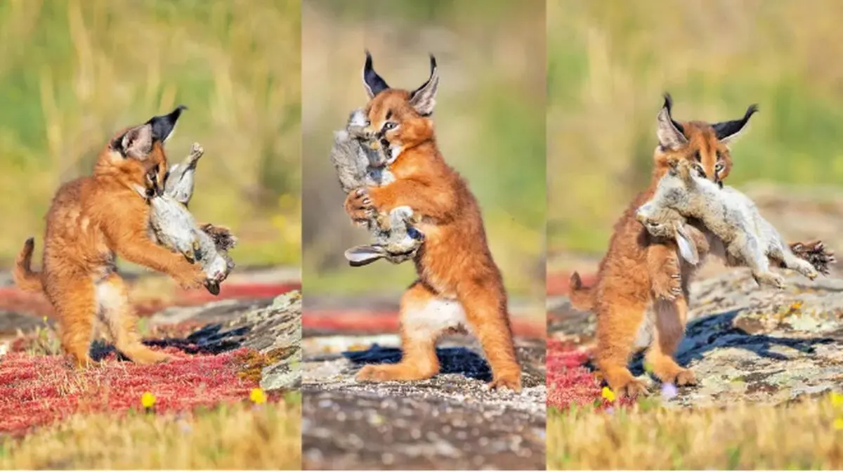 Cute Caracal