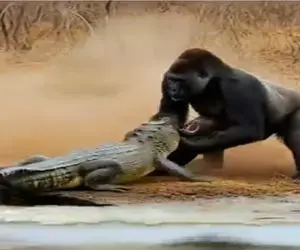 حیات وحش مصنوعی؛ گوریل خانواده دوست سر و ته تمساح برای انتقام بهم گره زد