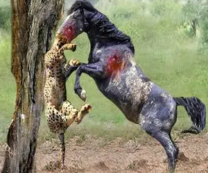 بدایع حیات وحش؛ اسب رمیده کله پلنگی که بهش حمله کرد مچاله کرد چسبوند به نهال
