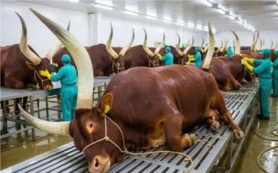 فرآوری گاو؛ گاو لونگ‌هورن بدون درد ذبح میکنن برا رسیدن به چرخ کرده صادراتی