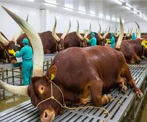 فرآوری گاو؛ گاو لونگ‌هورن بدون درد ذبح میکنن برا رسیدن به چرخ کرده صادراتی