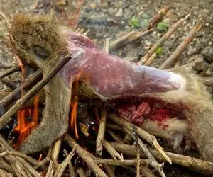 جنگجویان طبیعت؛ بربرهای برهنه میمون لاغر رو زنده کبابی کردن به نیش کشیدن