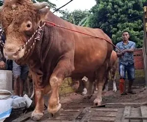 حیوانات غول جثه؛ گاو نر تنومندی که با تریلی حمل می شن و هیشکی زورش نمیرسه بیاره پایین