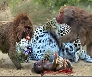 نارام زیان؛ پلنگ سفاک بعد خوردن بچه میمون توان حرکت نداشت گوریل دد جرش داد