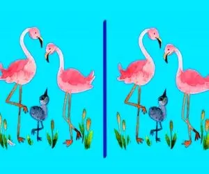 بازی فکری؛ تیزی چشات باید از الماس برنده تر باشه تا تفاوت های فلامینگو عجیبو پیدا کنی