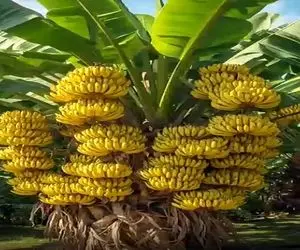 کشاورزی نوین؛ موز رو سیخ زد گذاشت تو نوشابه 2روزه جوونه زد کاشت درخت شد 20 تن بار داد