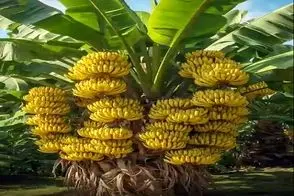 کشاورزی نوین؛ موز رو سیخ زد گذاشت تو نوشابه 2روزه جوونه زد کاشت درخت شد 20 تن بار داد