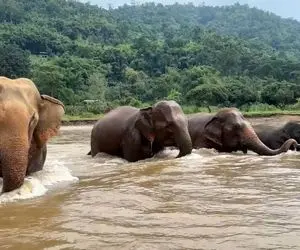 مستند حیات وحش؛ عبور فیل ها از رودخانه پر خروش