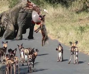 صحنه دهشتناک؛ کفتارها ددمنشانه موقع زایمان فیل بهش حمله کردن جرش دادن خوردن