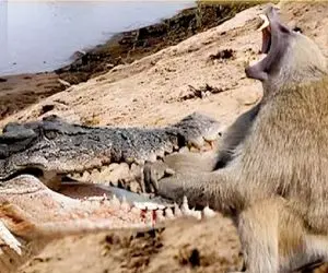 جذابیت حیات وحش / جدال زور و آرواره میان میمون و تمساح برای بقا