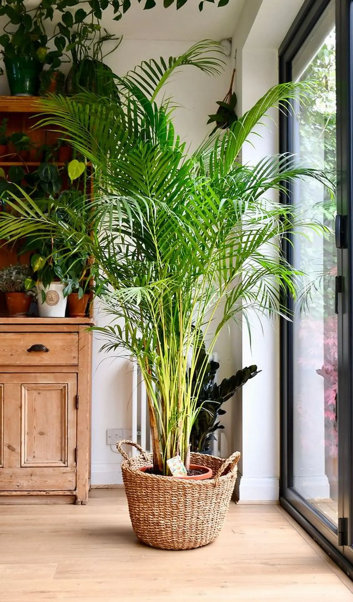 Areca-Palm-5