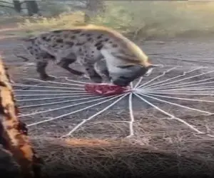 مستند کاوش؛ طمع کفتار بد قریحه پَرررش داد