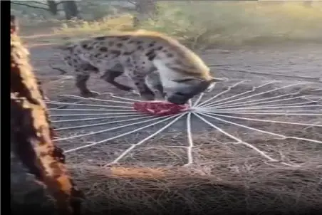 مستند کاوش؛ طمع کفتار بد قریحه پَرررش داد