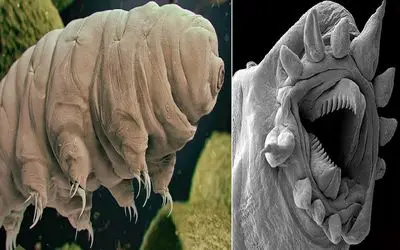 آن روی طبیعت وحشی؛ قوی‌ترین موجود جهان نه شیره نه خرس و نه کروکودیل، بلکه ایشونه!