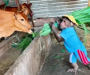 از جذابیت های حیات وحش؛ میمون مسئولیت پذیر برای گاوها علف میبره و زیرشون تمیز میکنه