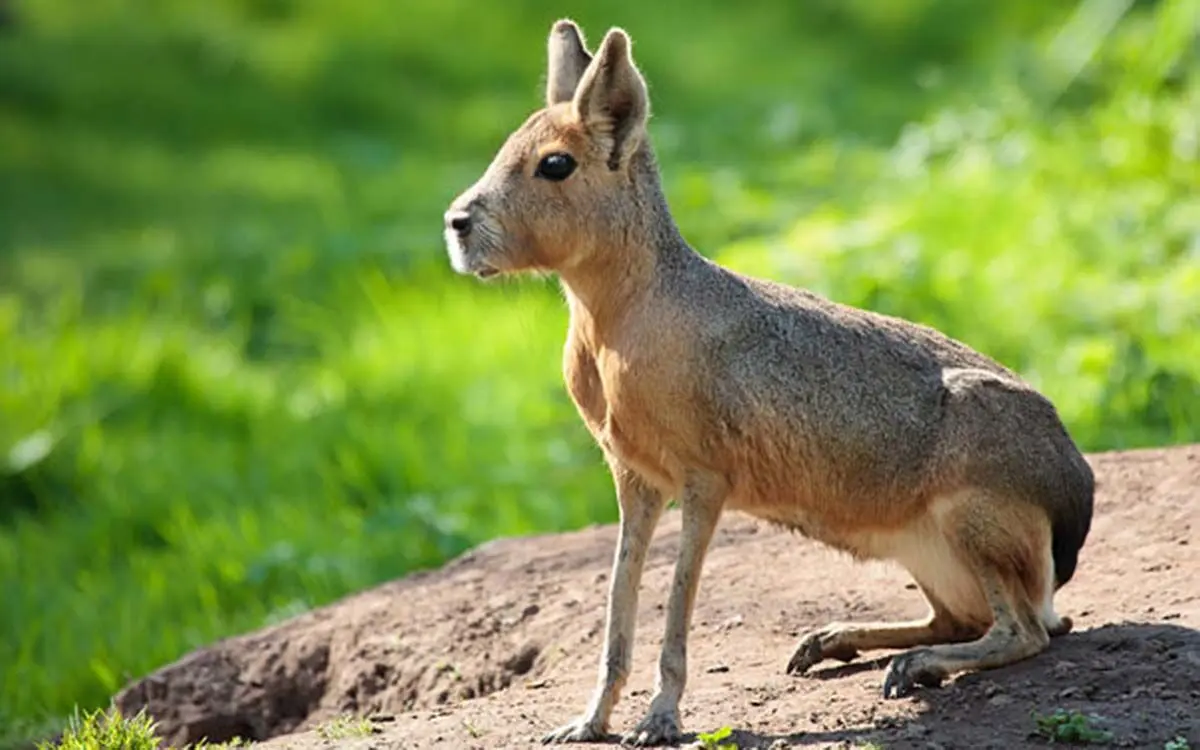 strange-animals-you-didnt-know-19