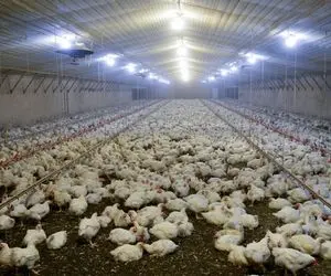 حدود ۴ میلیون قطعه جوجه ریزی در واحد‌های مرغداری خراسان جنوبی 