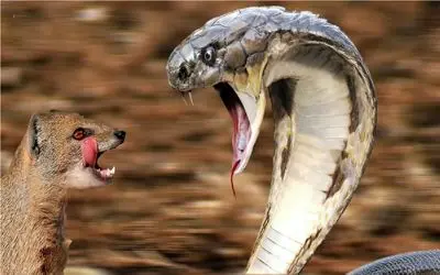 نبرد حیات وحش/مانگوس ریزه میزه به دست و پای کبری میپیچه و از جون میندازتش