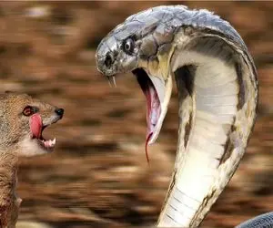 نبرد حیات وحش/مانگوس ریزه میزه به دست و پای کبری میپیچه و از جون میندازتش