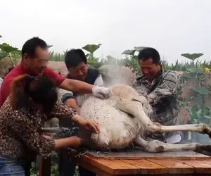 غذای گوشتی ؛ همگی بی رحمانه افتادن به جون شترمرغ و پوستش رو کندن و یه خوراک عجیب پختن !