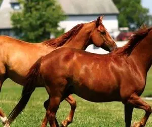 پرورش اسب اقتصادی که در البرز  می‌تازد
