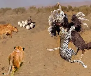 از بدایع حیات وحش؛ شترمرغ نازنازی با پاهاش چشم شیر و کور کرد پلنگ رو هم دو شقه کرد 