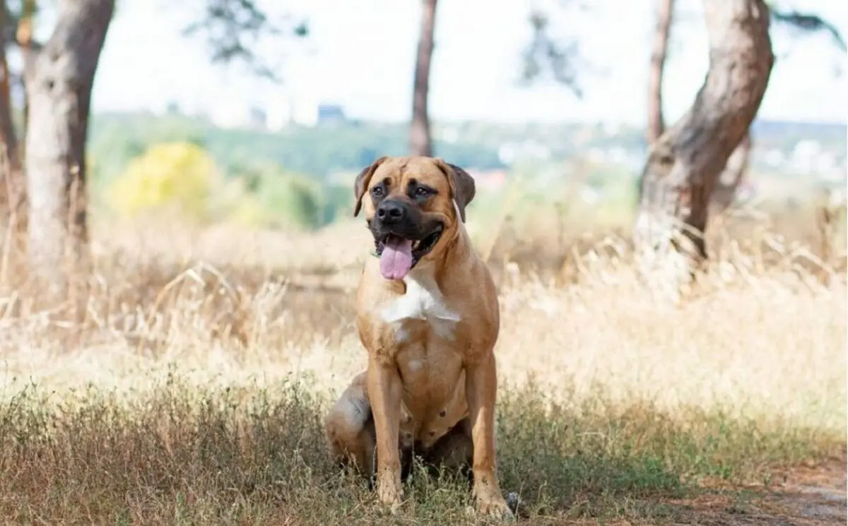 Boerboel-e1614189005915