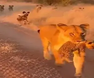 معماری طبیعت؛ نقطه ضعف شیر بچه اش بود حلش که کرد مادر کفتارها رو به عزاشون نشوند