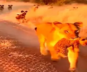 معماری طبیعت؛ نقطه ضعف شیر بچه اش بود حلش که کرد مادر کفتارها رو به عزاشون نشوند