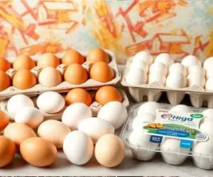 قیمت تخم مرغ امروز شنبه ۹ خرداد ۱۴۰۵ | شانه تخم مرغ چند؟