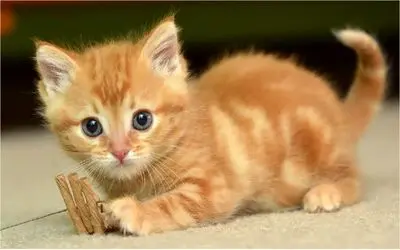 طنز حیات وحش/ لحظاتی خنده دار و بامزه از حیوانات که فکرش رو همهم نمی تونید بکنید