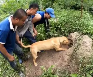 از جذابیت های حیات وحش؛ آقاهه با رفقای کله خر سگ پیت بول انداختن به جون پیتون