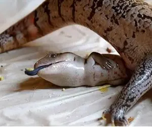 شاهکار حیات وحش؛ صحنه گرانبهای تولد یک مارمولک پوست آبی در میان خون و آب