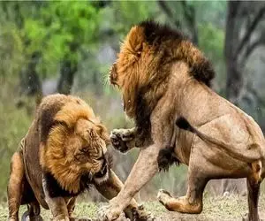 بدایع حیات وحش/شیر زخمی با دندون نیش به جون بچه خودش افتاده