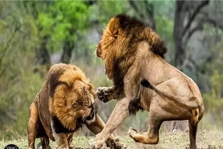 بدایع حیات وحش/شیر زخمی با دندون نیش به جون بچه خودش افتاده