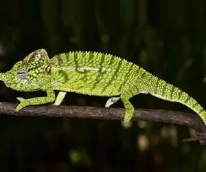 راز بقا؛ آفتاب پرست با یه حرکت زنبور بدبخت رو میچسبونه به زبونش و میکشه تو حلقش!