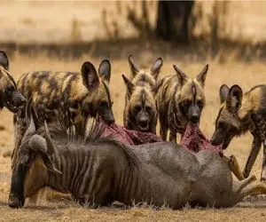 مستند حیات وحش؛ کفتارهای سیریش انقد دنبال کل یالدار گذاشتن تا بلمبوننش